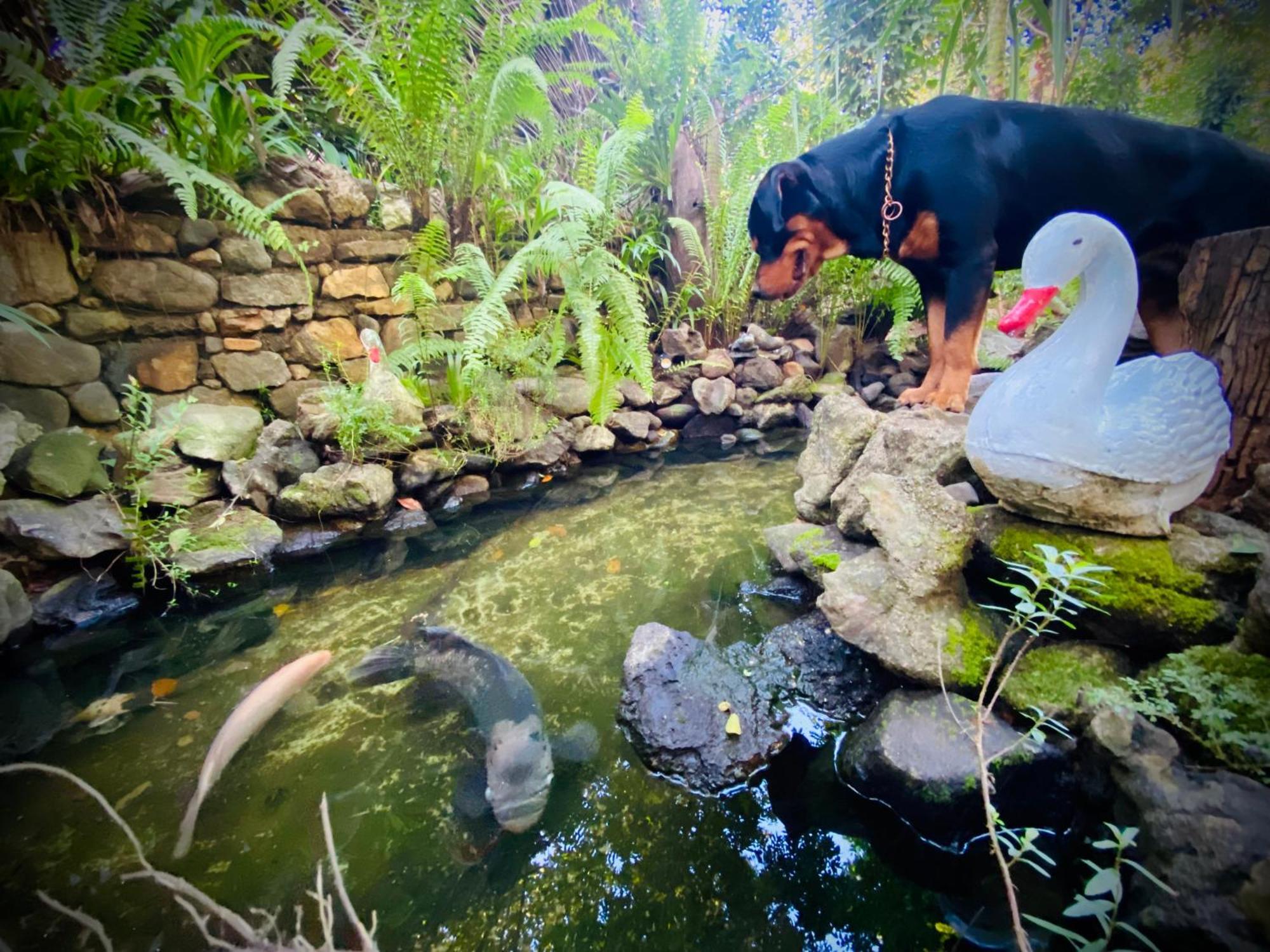 Chika'S Place River View Udawalawa اوداوالاوي المظهر الخارجي الصورة